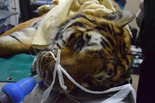 Operowany tygrys w poznańskim ZOO walczy o życie