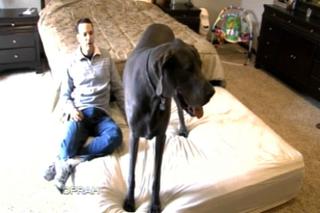 George najwyższy pies na świecie 