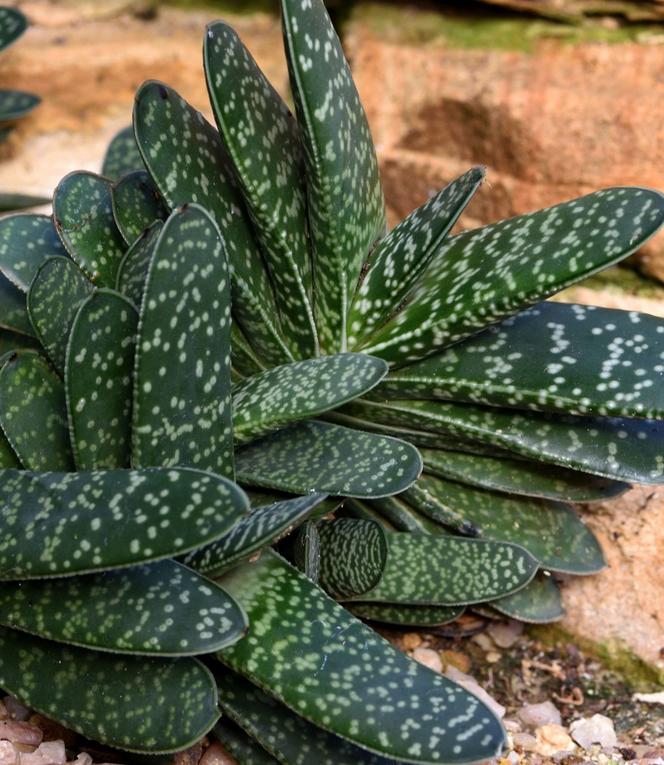 Gasteria