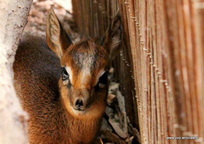 Narodziny antylopy dikdik we Wrocławiu