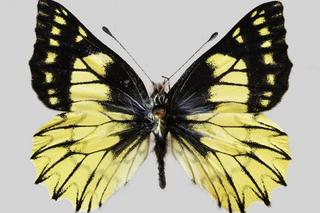 Polscy naukowcy odkryli nowy gatunek motyla! W ich akcji brała nawet udział armia