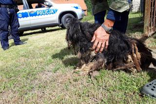Koronowo: Zaniedbany pies został odebrany właścicielowi