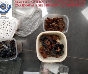 Dramatyczna interwencja w sklepie zoologicznym na Śląsku. Zwierzęta przetrzymywane w skandalicznych warunkach