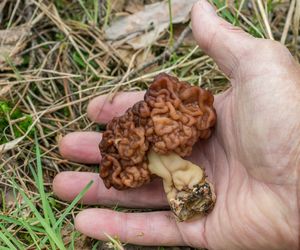 W polskich lasach pojawił się silnie trujący grzyb. Jest łudząco podobny do smardza 