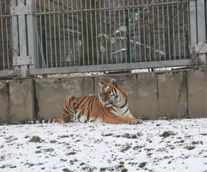 Rodzina tygrysów amurskich (syberyjskich) w Śląskim ZOO