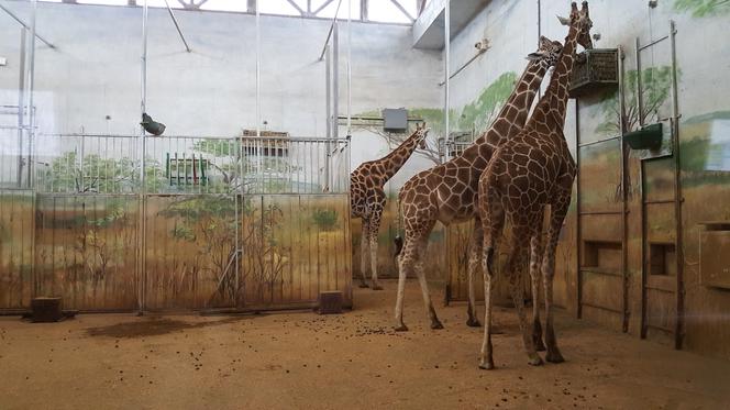 Zamość: Zoo znów otwarte. Można zwiedzać ale obowiązuje limit osób na ekspozycjach