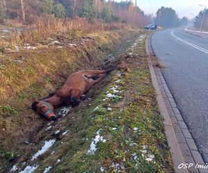 Strażacy ratowali konia. Wpadł do rowu