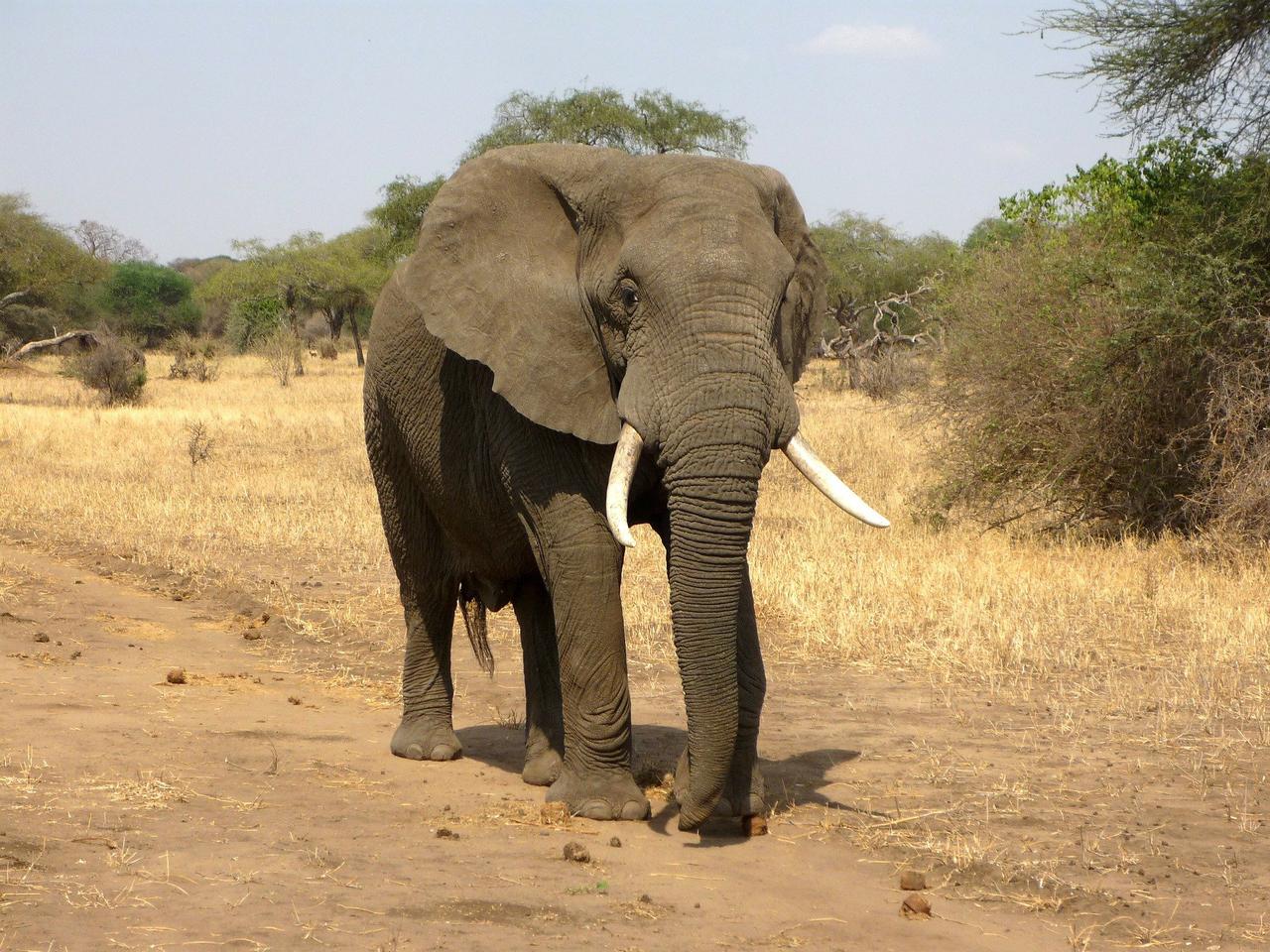 Słoń zaatakował turystów na safari. Szokujące nagranie! 