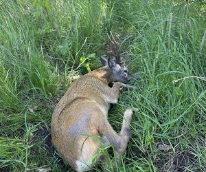Młody jelonek wpadł do kanału portowego w Gdańsku. Uratowała go załoga Pioruna