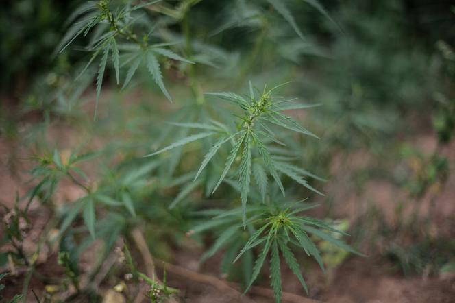 marihuana
