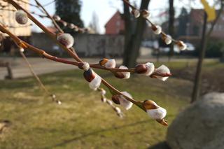 Natura budzi się do życia! W Ogrodzie Botanicznym UKW czuć już wiosnę! [ZDJĘCIA]