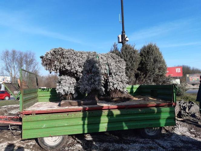 CHEŁMSKI MIŚ POSZEDŁ JUŻ SPAĆ. ZAJMĄ SIĘ NIM...OGRODNICY