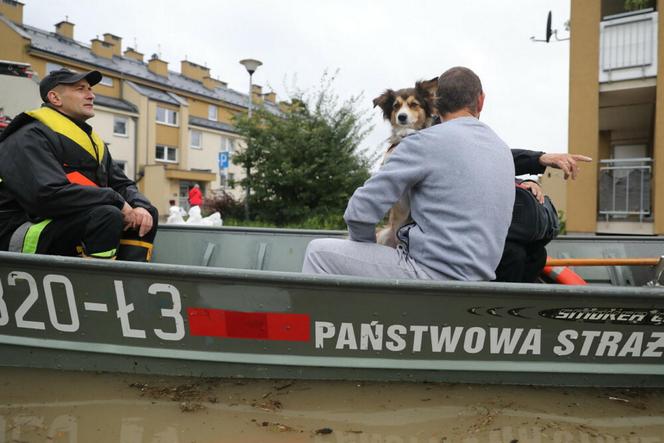 Zwierzęta domowe ratowane podczas powodzi