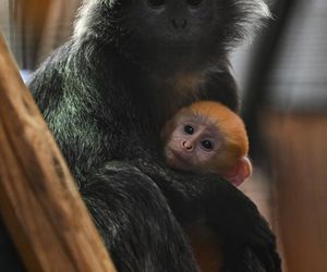 Lutung jawajski w ZOO w Gdańsku