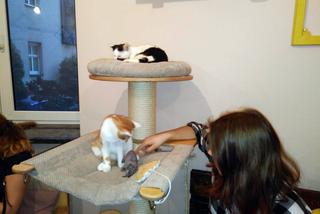 Katowice: Pierwsza na Śląsku Kocia Kawiarnia działa już trzy tygodnie! [ZDJĘCIA]