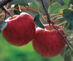 Co można zrobić z jabłek? Jakie przetwory z jabłek?