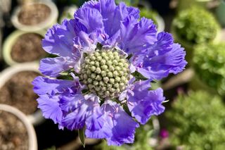 Są jak niebo. Posadziłam wyjątkowe niebieskie kwiaty na tarasie. Te 10 gatunków zachwyca każdego