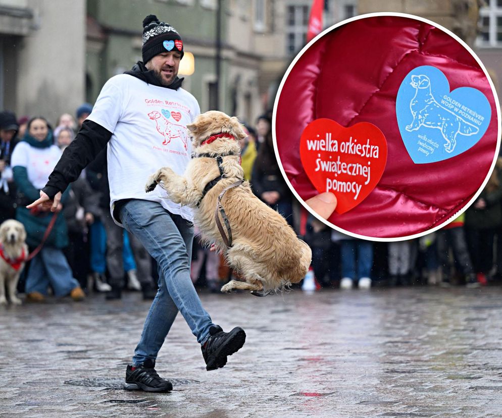 Poznań. Pokaz wyszkolenia psów z grupy „Golden Retriever WOŚP w Poznaniu” podczas 33. Finału Wielkiej Orkiestry Świątecznej Pomocy