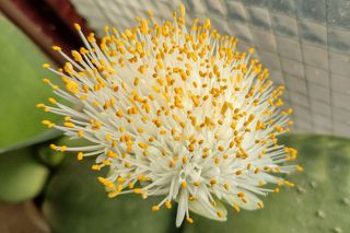 Krasnokwiat białokwiatowy