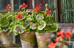 Pelargonie w stylu vintage