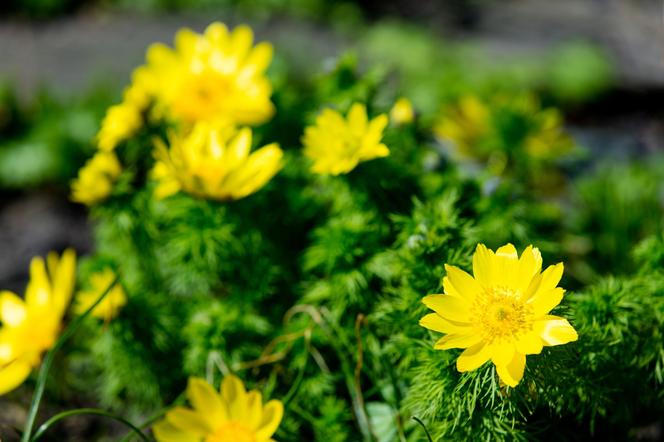 Miłek wiosenny - Adonis vernalis