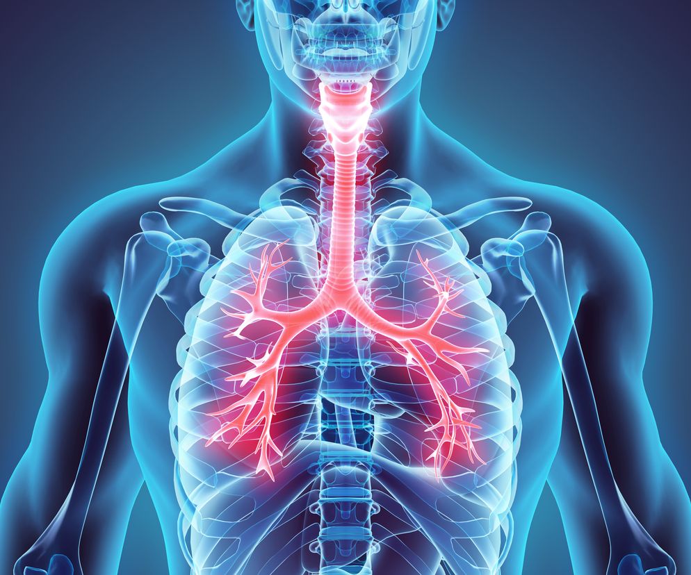 Oskrzela - budowa, funkcje i najczęstsze choroby