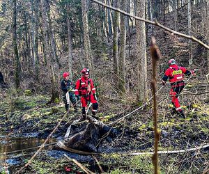 Łoś utkwił w bagnie po uszy! Z pomocą ruszyli strażacy