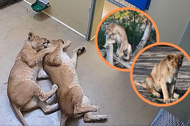 Młode lwice Wanja i Malkia są już we wrocławskim zoo. Do nowej lwiarni trafi także Togo 