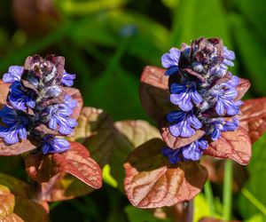 Dąbrówka rozłogowa ‘Atropurpurea’ - Ajuga reptans ‘Atropurpurea’