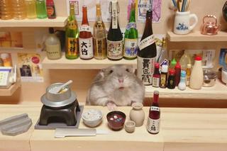 Śmieszny chomik to hit internetu!