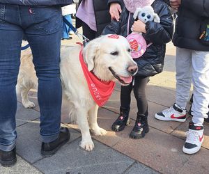 33. Finał WOŚP z grupą krakowskich Golden Retrieverów