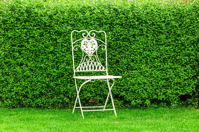 Żywopłot z ligustru