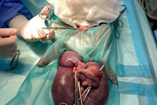 3 kg pies z kilogramowym guzem