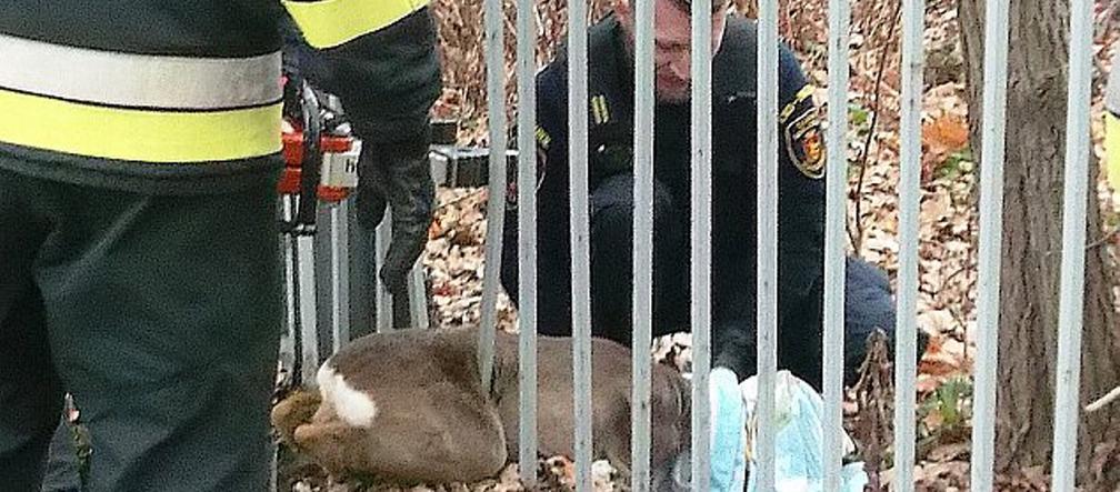 Sarenka uwięziona w prętach