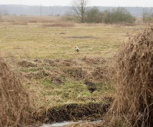 Pierwszy Bocian w Polsce dostał imię Radziwił. 