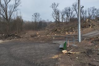 Kontrowersyjna wycinka drzew pod trasę N-Ś w Rudzie Śląskiej. Mieszkańcy: to jest fałszerstwo na duża skalę, to skandal