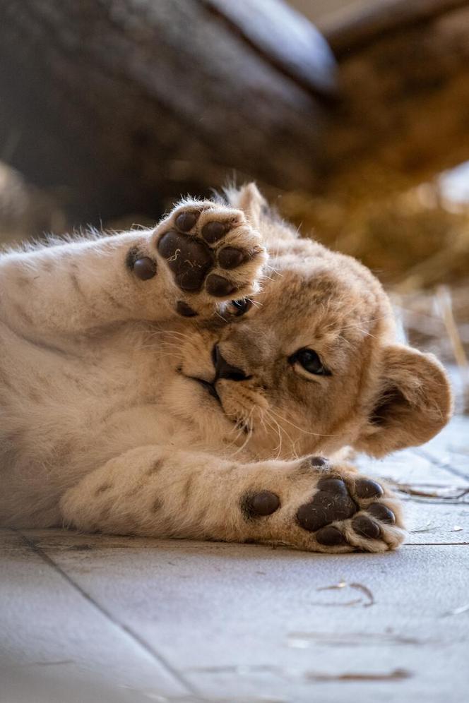 W Śląskim Ogrodzie Zoologicznym przyszły na świat cztery lwiątka! 