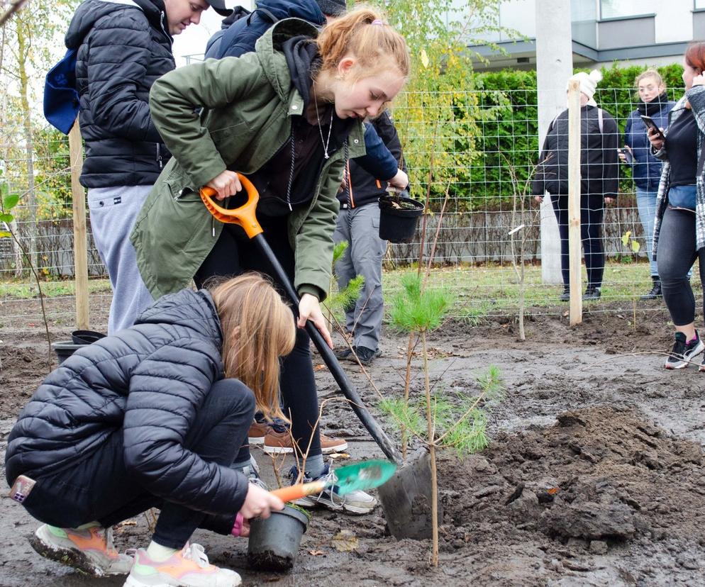 W 2022 roku w Poznaniu zasadzono łącznie co najmniej 40 tys. drzew i 4 tys. krzewów