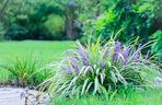 Liriope szafirkowata