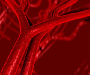 Żyła wrotna – budowa, funkcje, choroby