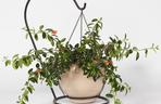 Nematanthus