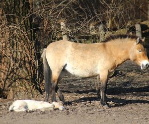  Warszawskie zoo ma nowego mieszkańca. To trzecie dziecko Primy i Larsa