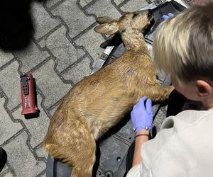Wypadek pod Łaskiem. Sarna zaklinowała się między zderzakiem a chłodnicą pojazdu