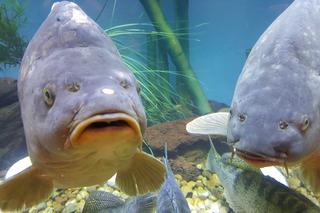 Targi Wędkarskie Rybomania w Sosnowcu