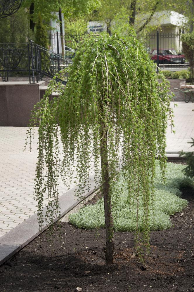 Modrzew europejski 'Repens'