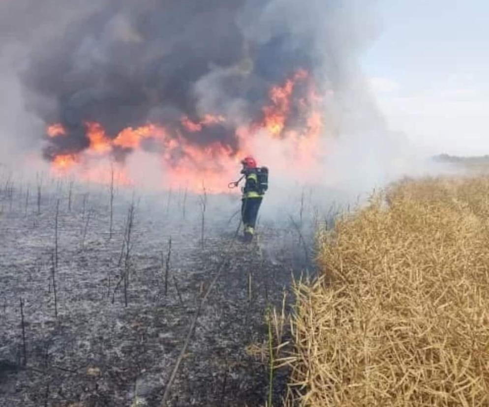 Gigantyczny pożar w okolicy Brzeska. Spłonęło ponad 100 hektarów