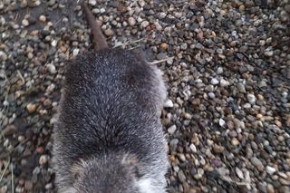 Nutrie w azylu w Zagrodzie 3 Siostry