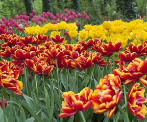 Tulipany