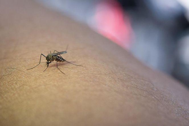 Te rośliny skutecznie odstraszą komary. Posadź je w ogrodzie, a nie zbliżą się do twojego domu 