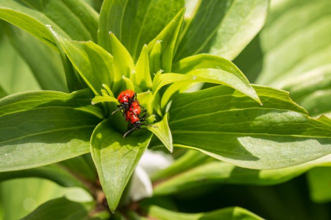 Poskrzypka liliowa